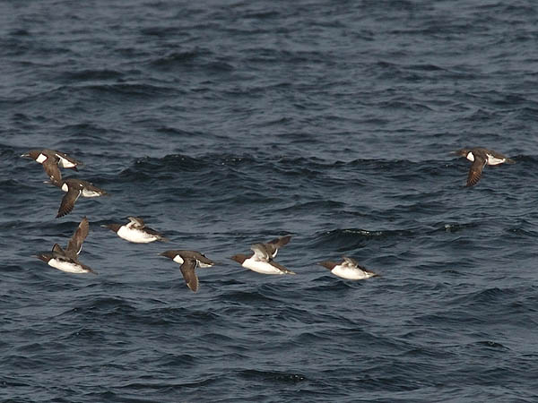 Etelänkiisla, Common Murre, Uria aalge